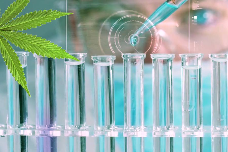 OLEJKI CBD Sativa Life - dawkowanie